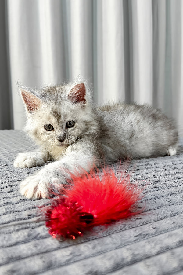 A fluffy silver maine coon kitten with long fur and pink ears lies next to a red feather toy with health guarantee