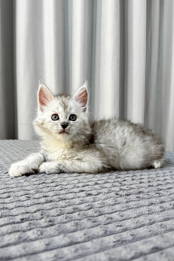 A fluffy silver tabby maine coon kitten with green eyes lounges on a gray surface health guarantee included