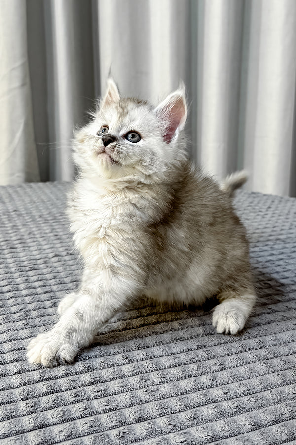 Faya maine coon kitten with fluffy silver tabby fur and striking green eyes sitting on a textured gray surface