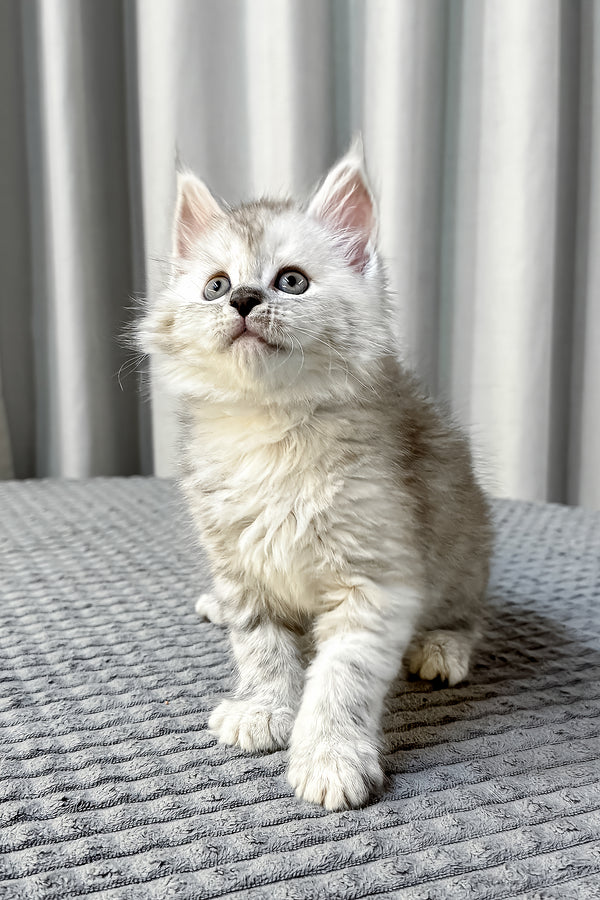 Faya maine coon kitten with fluffy silver tabby fur and striking blue eyes sitting on a textured gray surface health guarantee