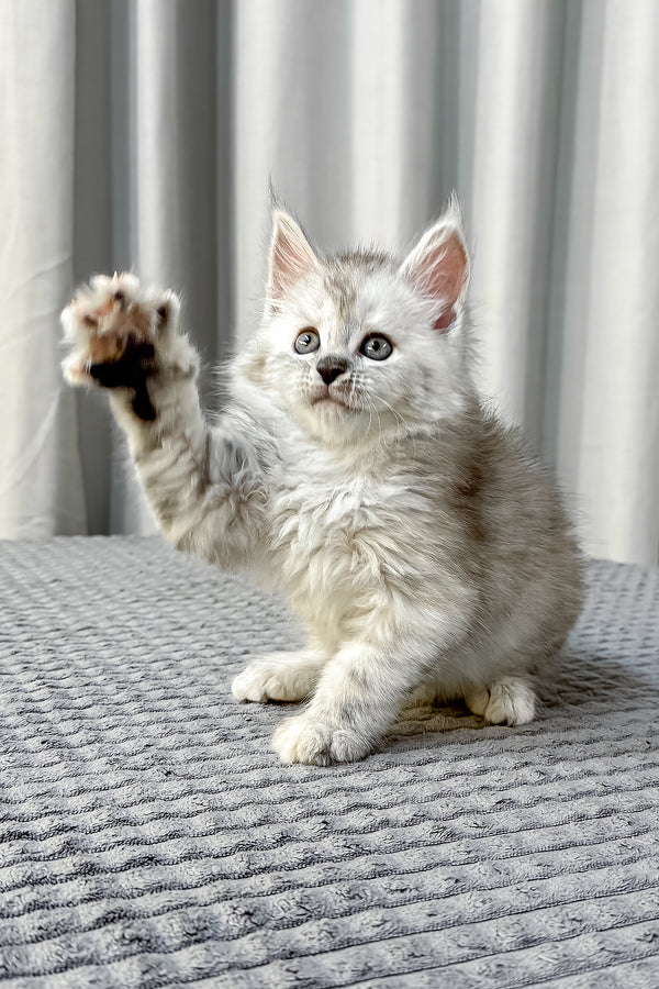 A fluffy silver maine coon kitten with striking green eyes sitting on a gray surface health guarantee included