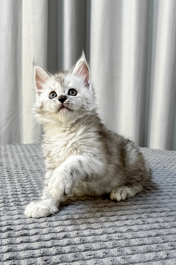 A fluffy silver maine coon kitten with striking green eyes sits on gray surface health guarantee included