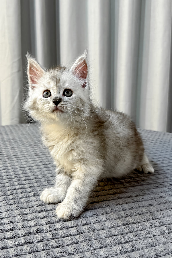 A fluffy silver maine coon kitten with green eyes sits on gray surface with health guarantee and pure white coat options