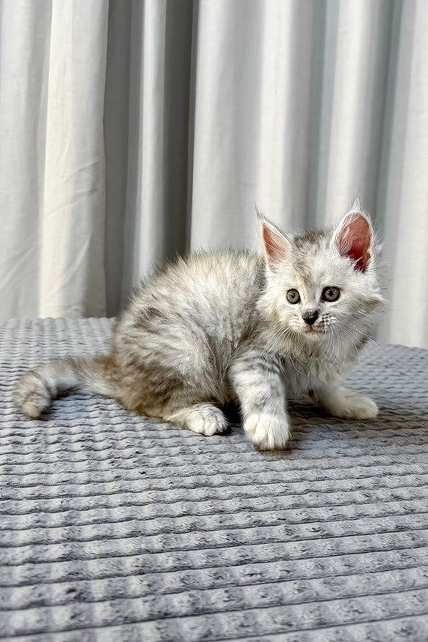 A fluffy silver maine coon kitten with amber eyes sits on gray surface backed by health guarantee