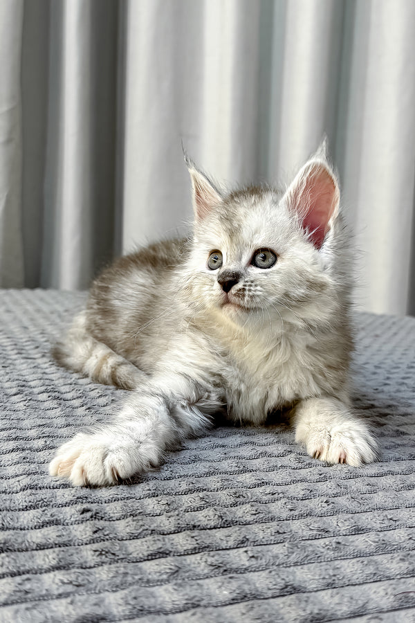 A fluffy silver maine coon kitten with green eyes rests on a textured gray surface with health guarantee