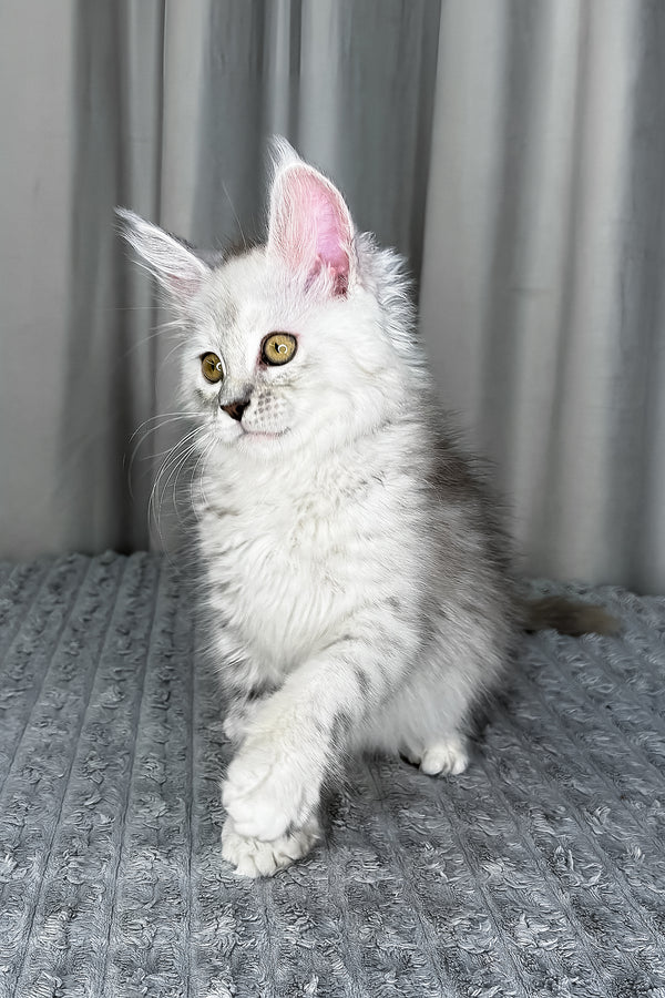 Faya | Maine Coon Kitten