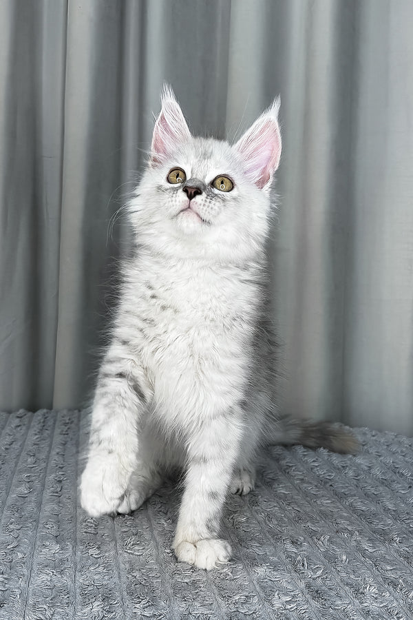 Faya | Maine Coon Kitten