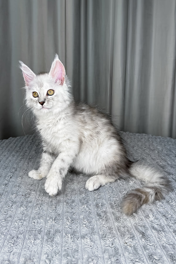 Faya | Maine Coon Kitten
