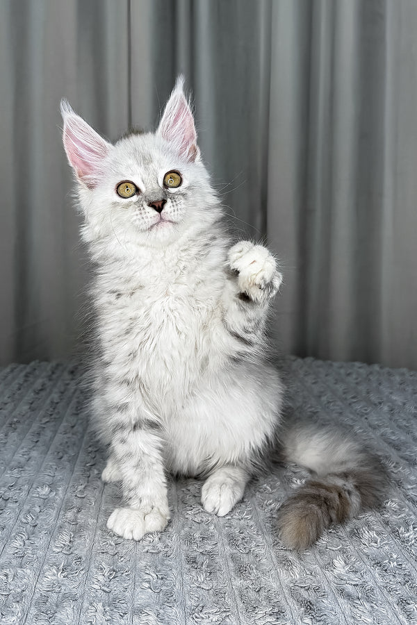Faya | Maine Coon Kitten