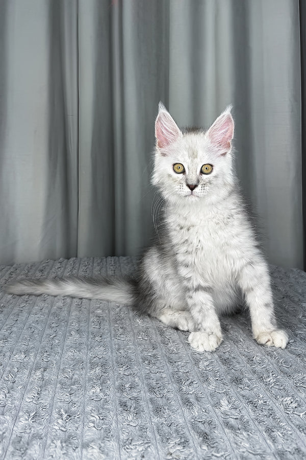 Faya | Maine Coon Kitten