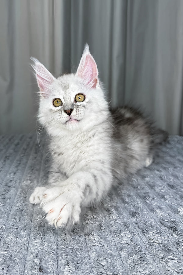Faya | Maine Coon Kitten