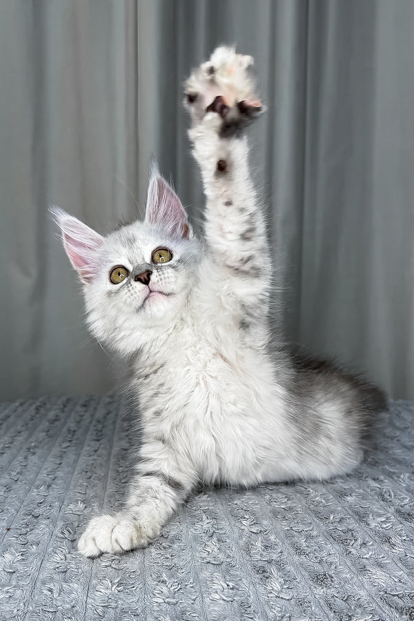 Faya | Maine Coon Kitten