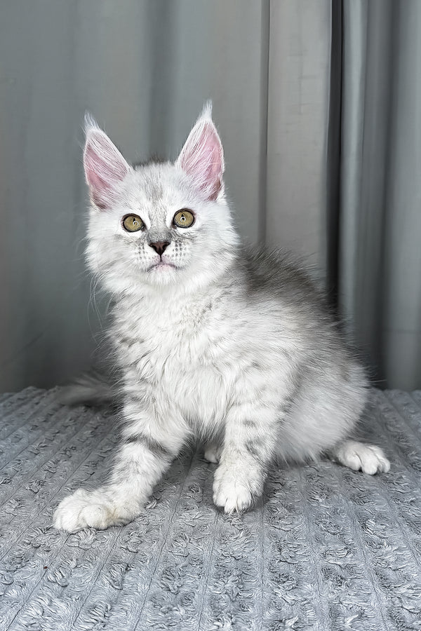 Faya | Maine Coon Kitten