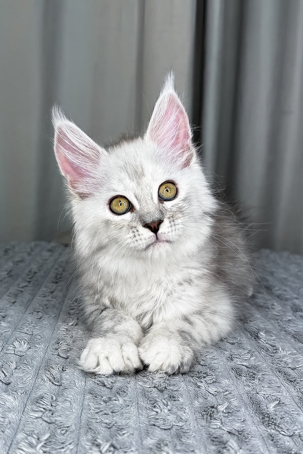 Faya | Maine Coon Kitten