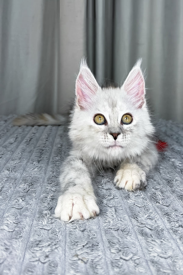 Faya | Maine Coon Kitten