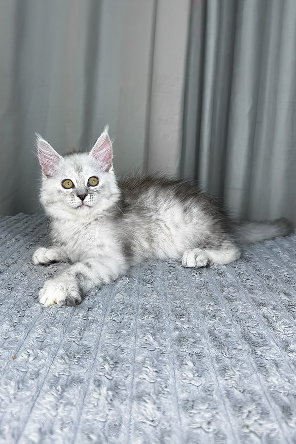 Faya | Maine Coon Kitten