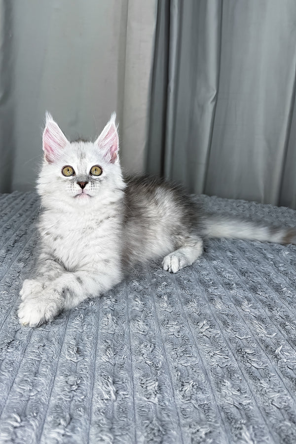 Faya | Maine Coon Kitten