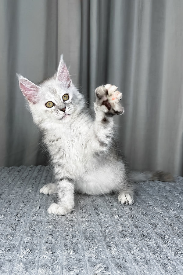 Faya | Maine Coon Kitten