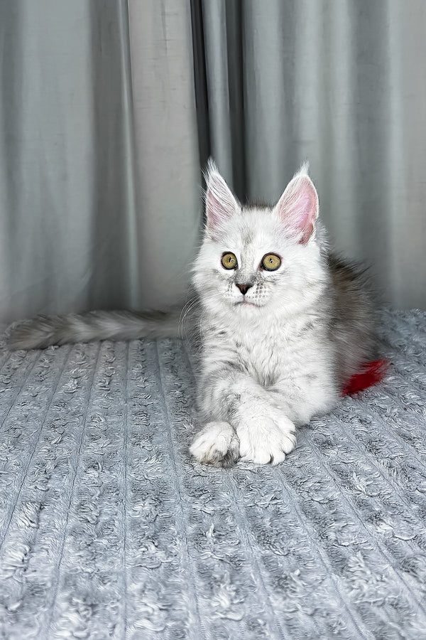 Faya | Maine Coon Kitten