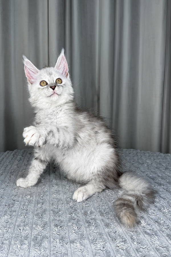 Faya | Maine Coon Kitten