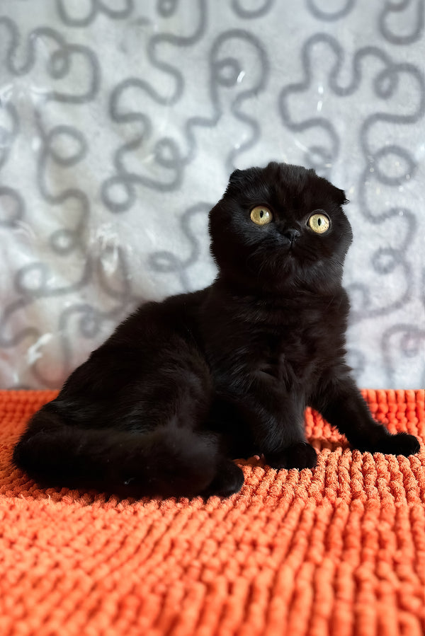 Felicia | Scottish Fold Kitten