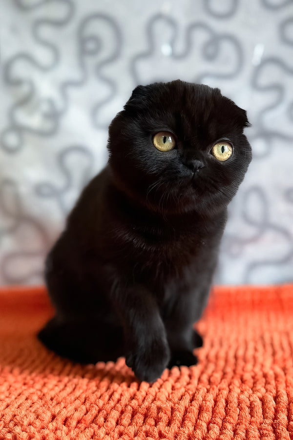 Felicia | Scottish Fold Kitten