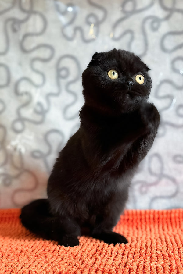 Felicia | Scottish Fold Kitten
