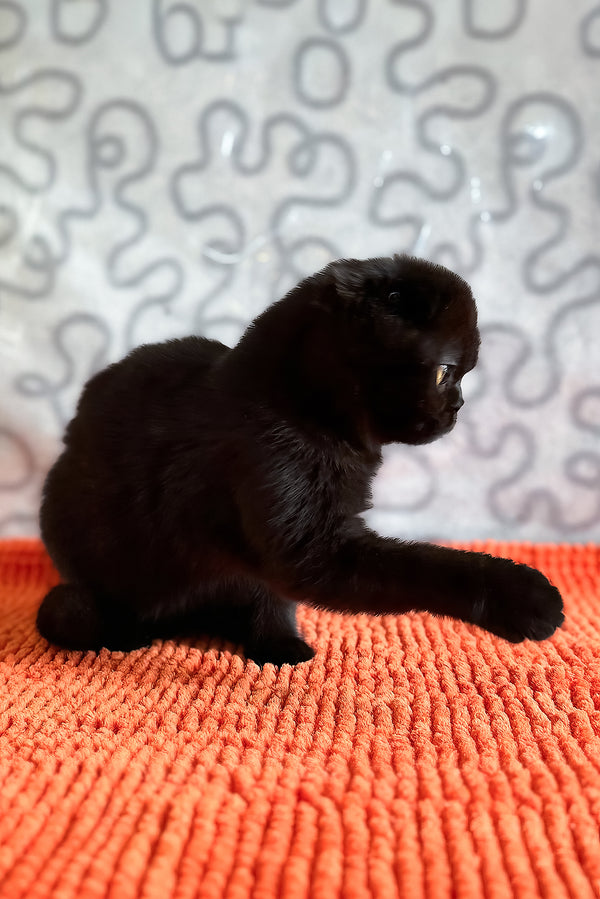 Felicia | Scottish Fold Kitten