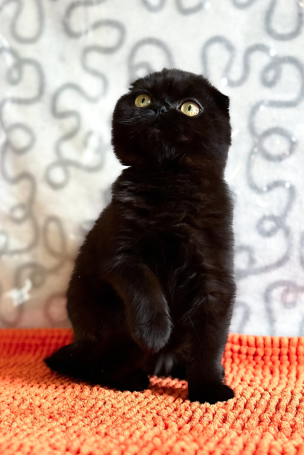 Felicia | Scottish Fold Kitten