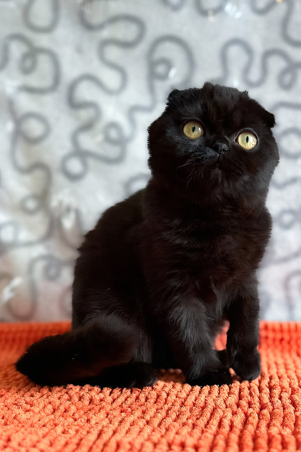 Felicia | Scottish Fold Kitten