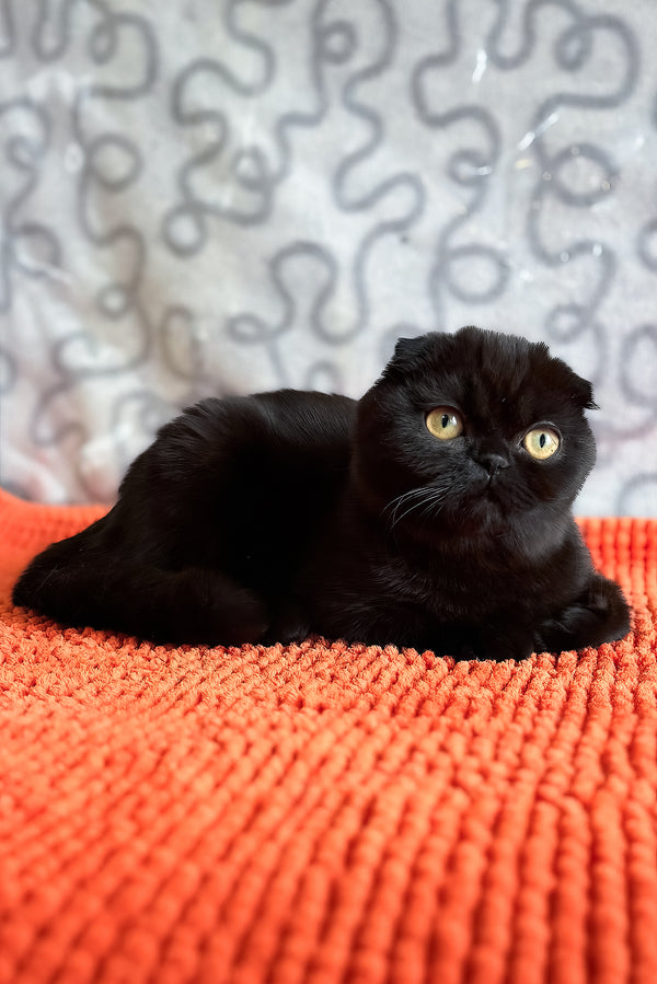 Felicia | Scottish Fold Kitten