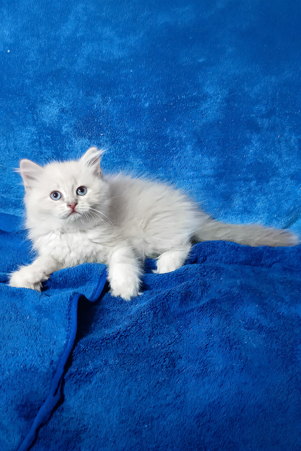 Felicita | Siberian Kitten