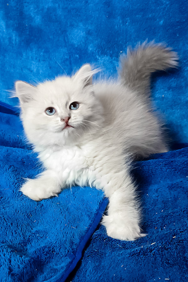 Felicita | Siberian Kitten