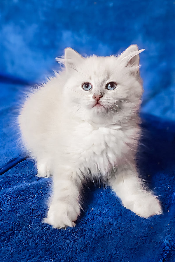 Felicita | Siberian Kitten