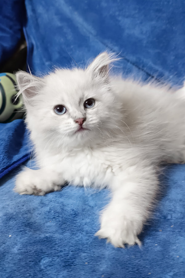 Felicita | Siberian Kitten