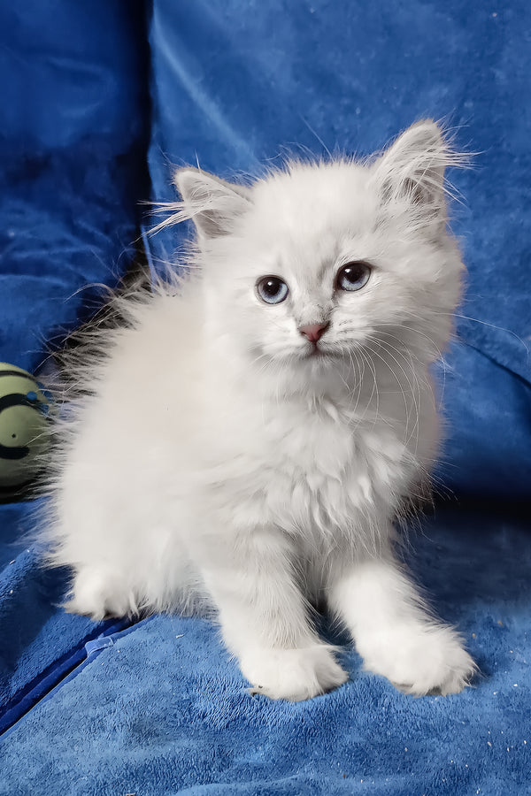 Felicita | Siberian Kitten