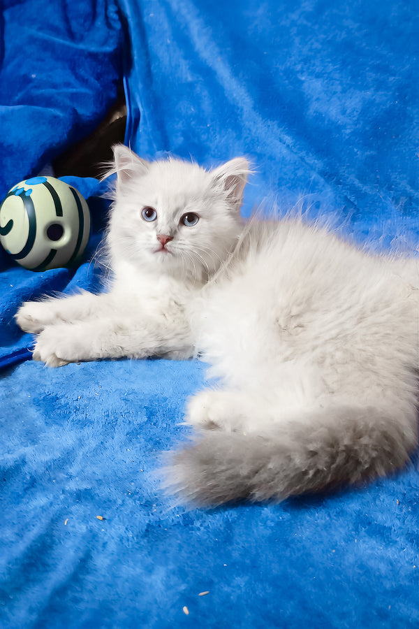 Felicita | Siberian Kitten