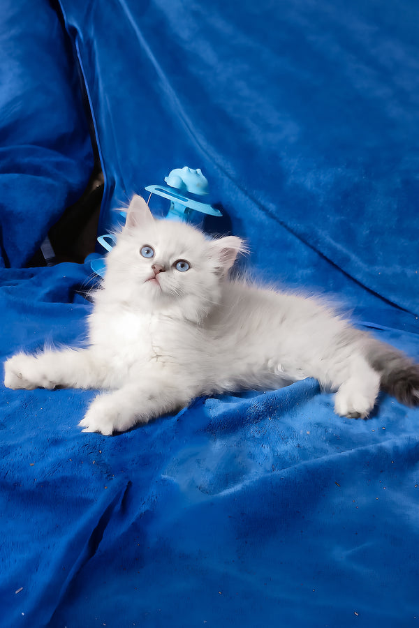 Felicita | Siberian Kitten