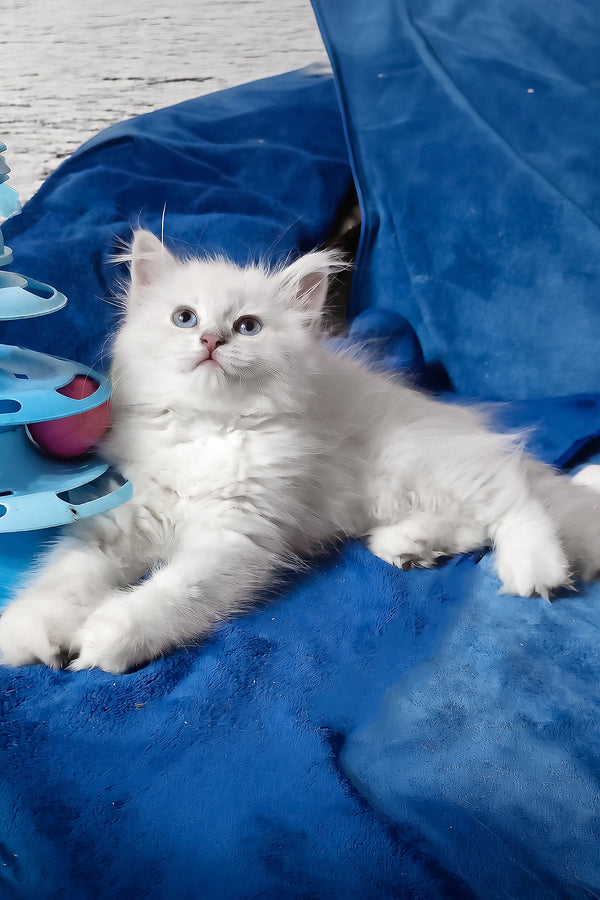 Felicita | Siberian Kitten