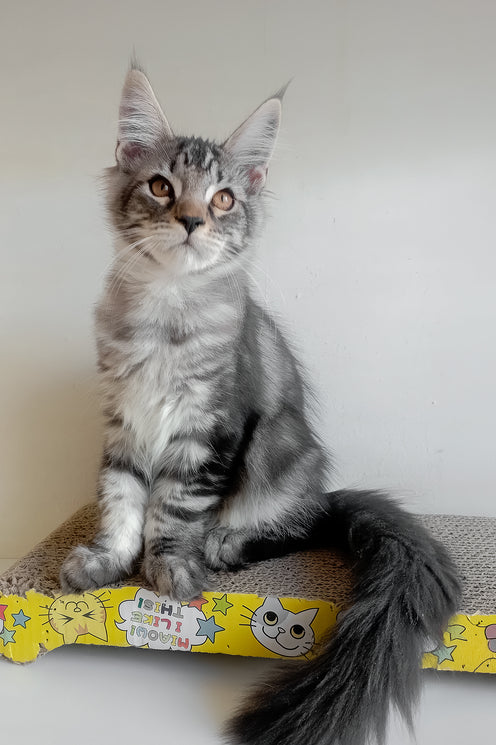 Finley | Maine Coon Kitten