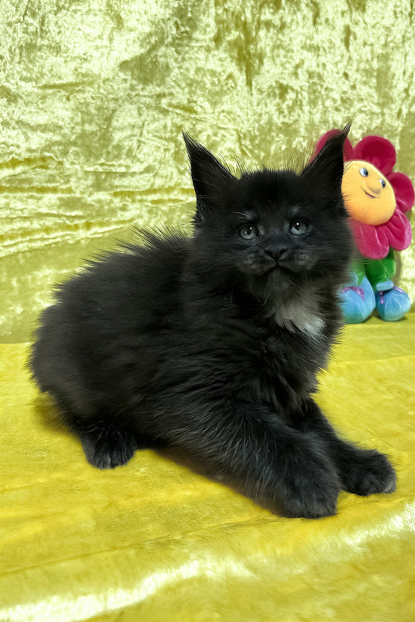 Felix | Maine Coon Kitten