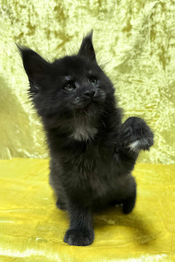 Felix | Maine Coon Kitten