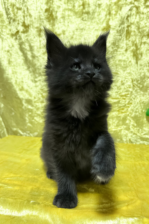 Felix | Maine Coon Kitten