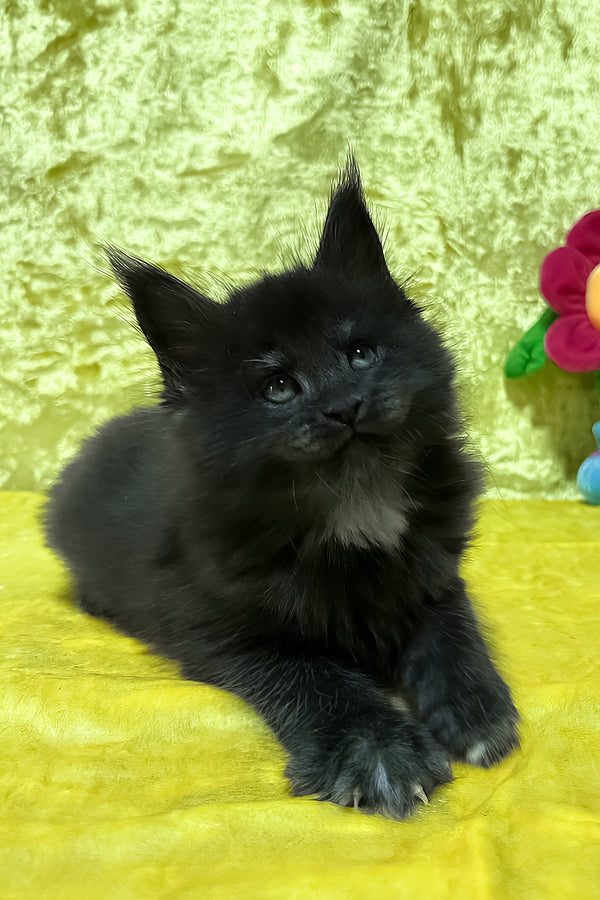 Felix | Maine Coon Kitten