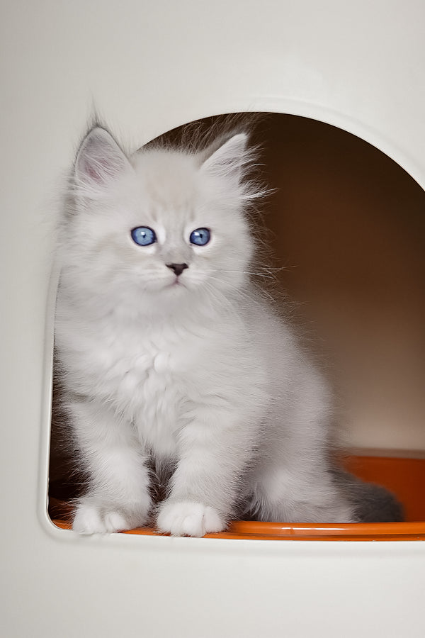 Fluffy white siberian kitten with striking blue eyes peeking from a cozy cat house perfect for zhulen siberian kitten fans