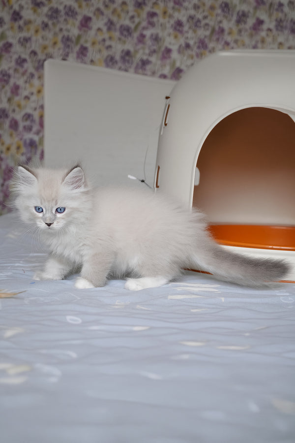 A fluffy white siberian kitten with blue eyes and a gray tipped tail stands alert on a light surface for zhulen siberian
