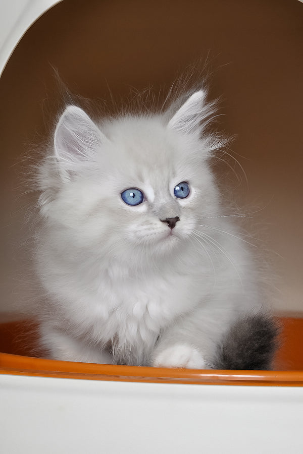 Fluffy white siberian kitten with striking blue eyes cozy inside a rounded felix cat house perfect for zhulen siberian kittens