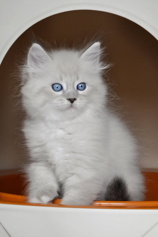 A fluffy white zhulen siberian kitten with blue eyes sitting inside an orange-trimmed circular cat house