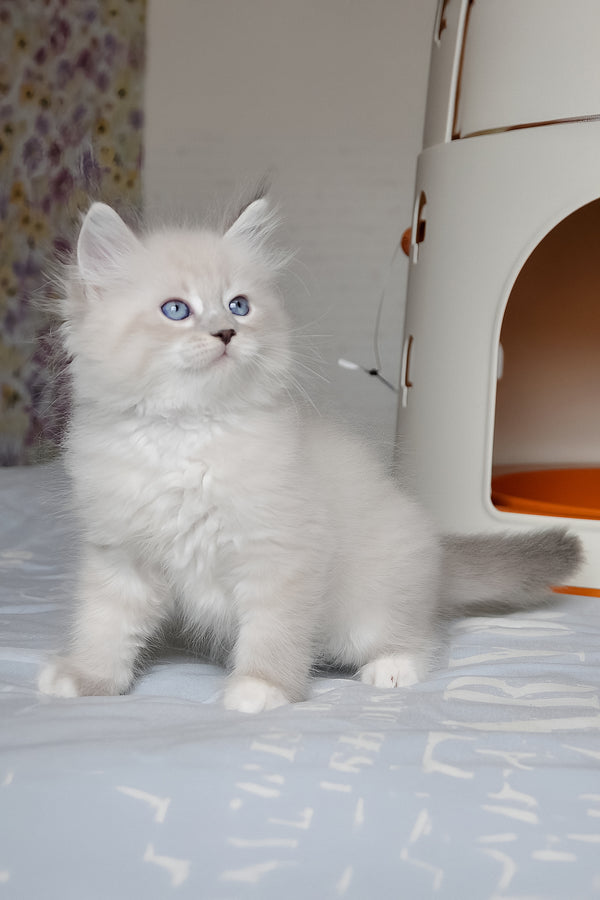 A fluffy white siberian kitten with striking blue eyes sitting attentively on a light surface felix zhulen siberian kitten