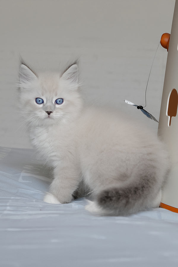 Fluffy white siberian kitten with striking blue eyes and soft long-haired coat from zhulen siberian kitten breed
